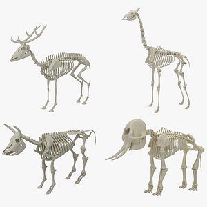 Animal Skeleton Collection