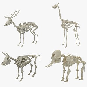 Animal Skeleton Collection