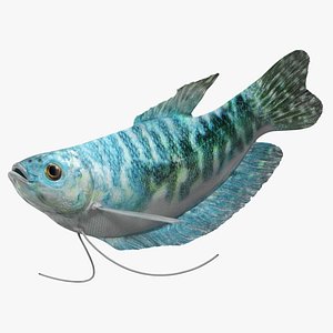 Blue Opaline Gourami Fish Rigged