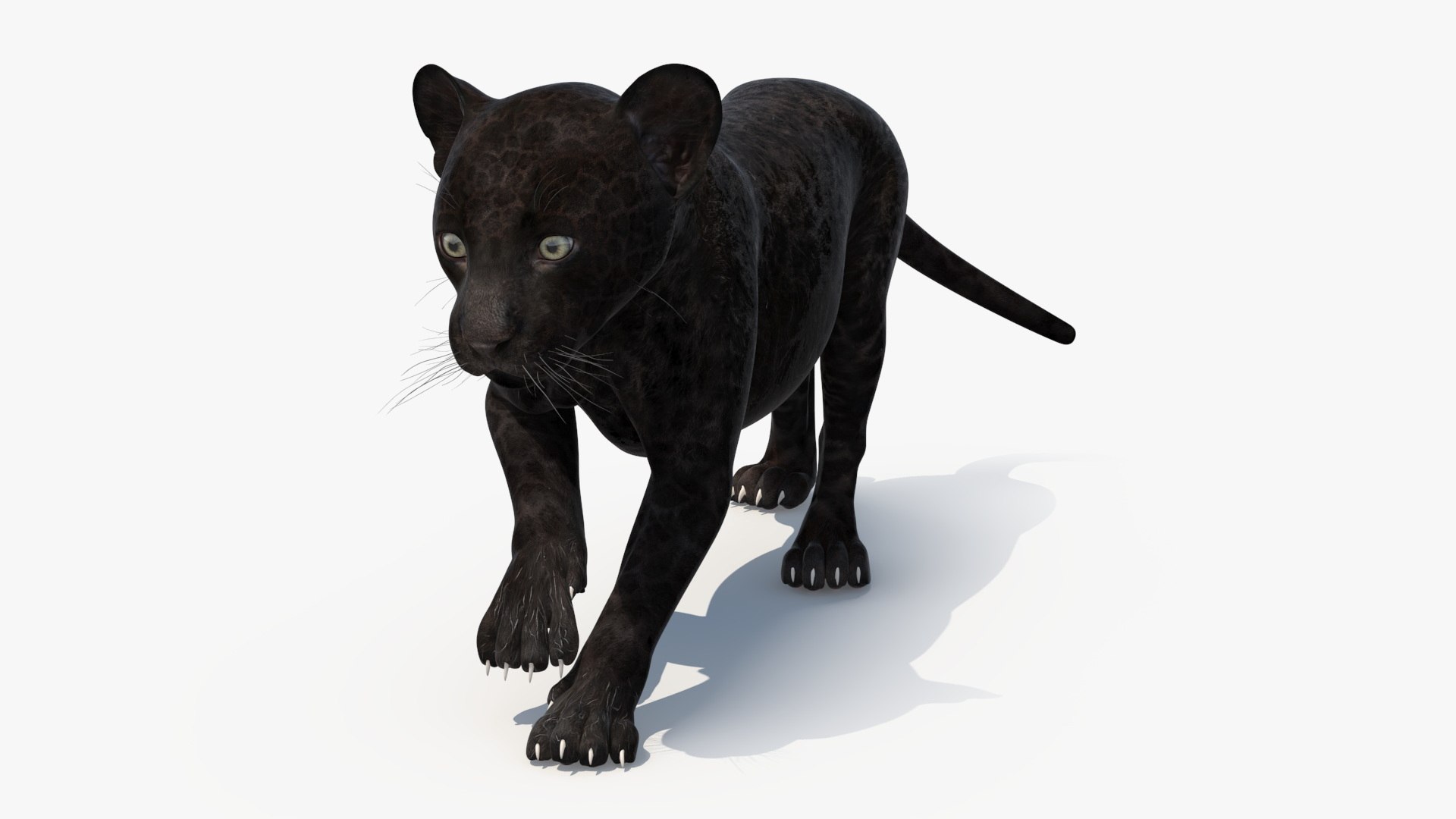 3D model Panther Cub Wary Pose https://p.turbosquid.com/ts-thumb/cv/ilHnQZ/Oz/panther_cub_wary_pose_002/jpg/1735940054/1920x1080/fit_q87/d7f7d9a3f0757f911f901d02ca7fe9978a0cedc4/panther_cub_wary_pose_002.jpg