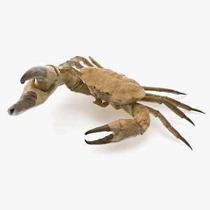 Deepwater Giant Crab Rigged