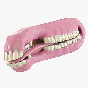 realistic horse mouth tongue model