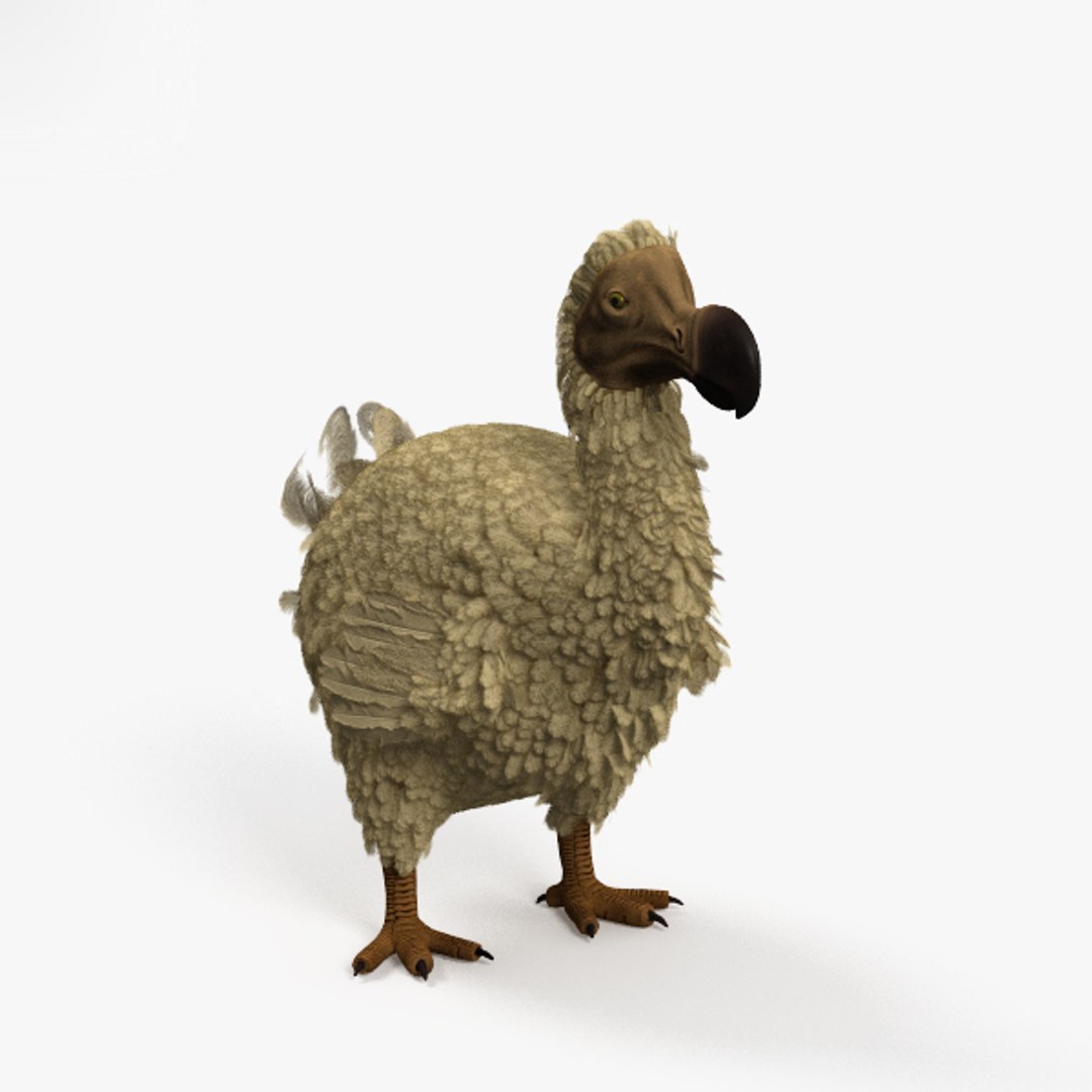 Dodo Bird Animal Model - TurboSquid 1350062