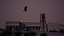 Falcon animated flying in Traditional heritage building desert