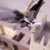 Falcon animated flying in Traditional heritage building desert