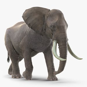 Animated Elephant Walking Rigged for Cinema 4D