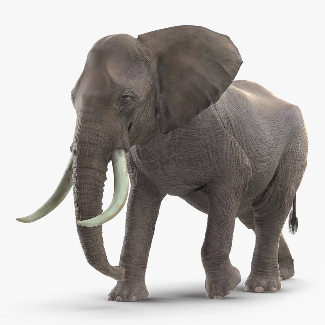 Animated Elephant Walking Rigged for Cinema 4D 3D model preview