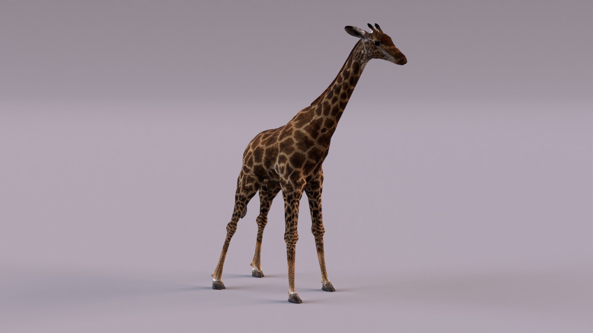 3D Model Wildlife - TurboSquid 1983356