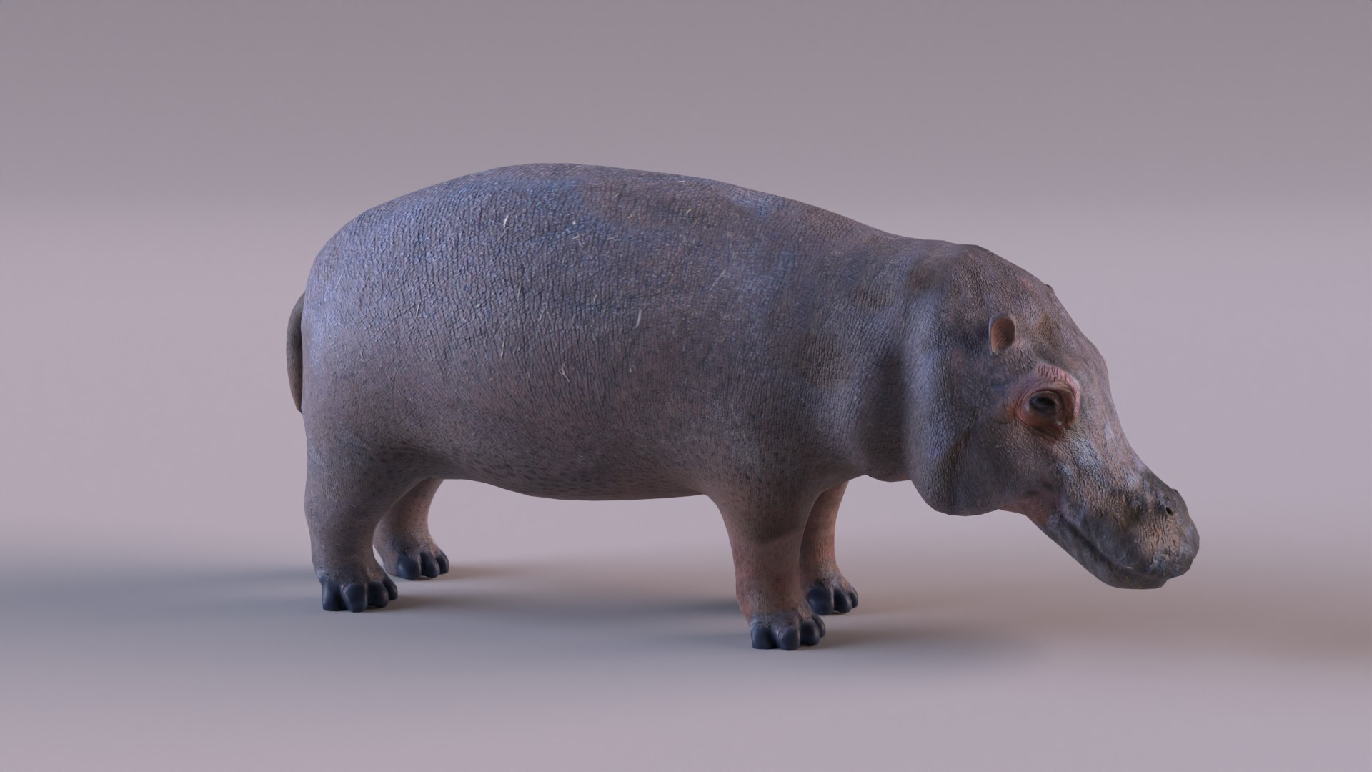 3D Model Wildlife - TurboSquid 1983356
