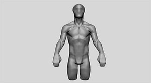 3D model base male torso anatomy