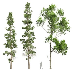 Fagus Grandifolia and Sphaeropteris Lepifera 3D model