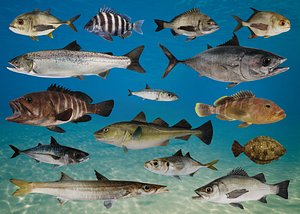 Ocean Commercial Fish Collection Animated