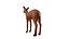 Fawn Low Poly