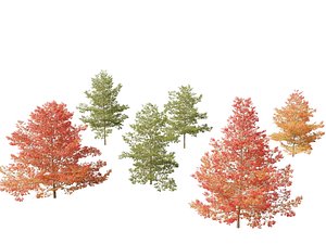Quercus palustris - Pin oak 3D
