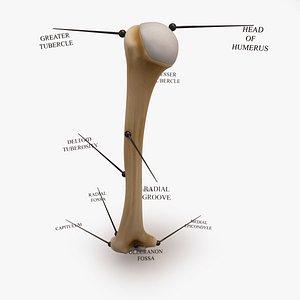 Humerus - Arm Bone