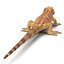 3ds lizards chameleon iguana gecko