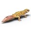 3ds lizards chameleon iguana gecko