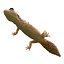 3ds lizards chameleon iguana gecko