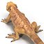 3ds lizards chameleon iguana gecko