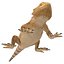 3ds lizards chameleon iguana gecko