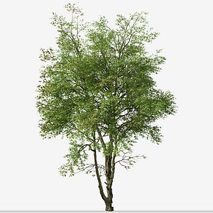 3D Set of Chinese ash or Fraxinus chinensis Tree - 2 Trees
