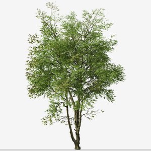 Set of Chinese ash or Fraxinus chinensis Tree - 2 Trees