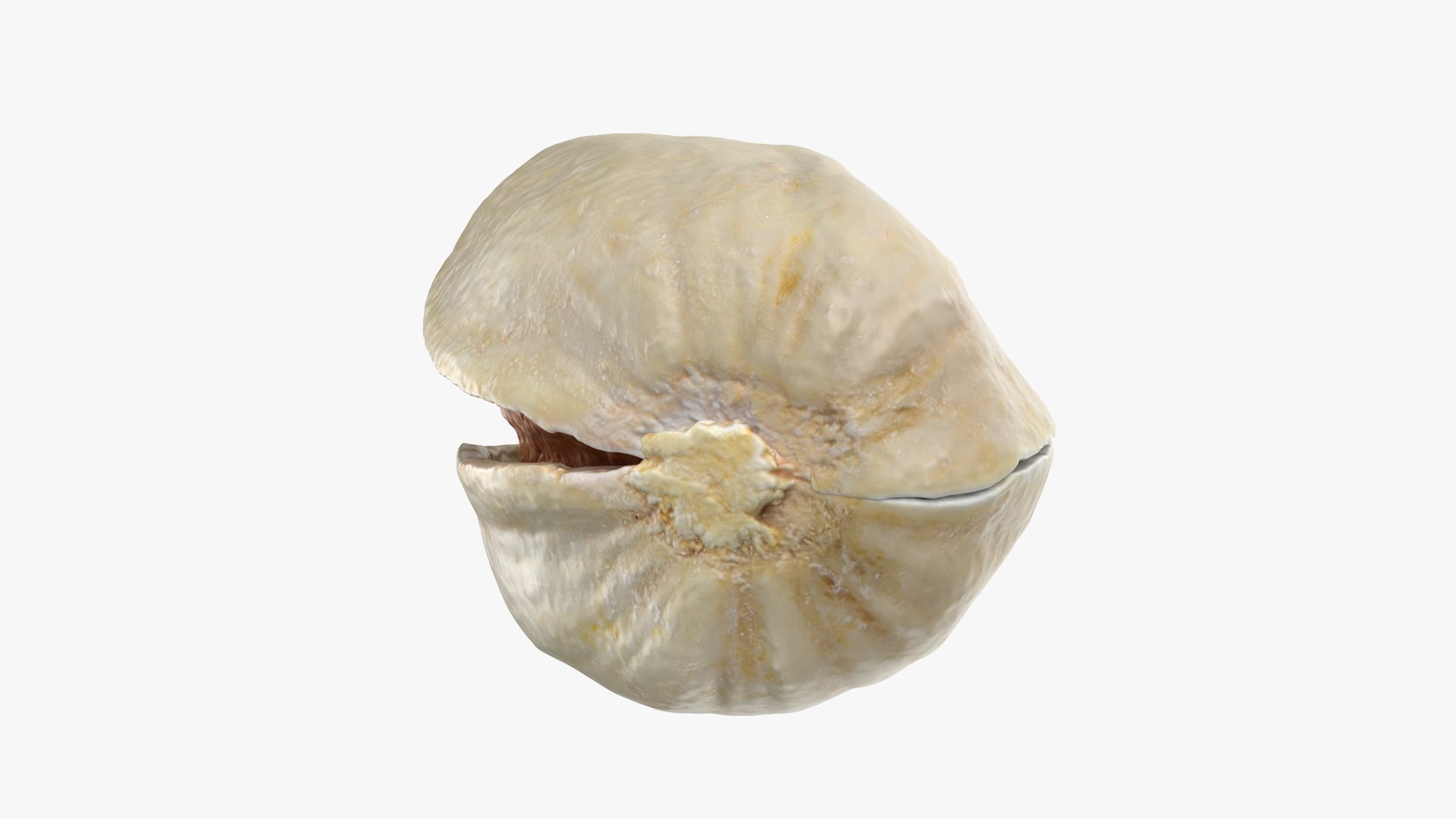 3D model Empty Pistachio Shells https://p.turbosquid.com/ts-thumb/cw/xXUiBo/3V/pistachio_0010/png/1755244862/1920x1080/fit_q87/20f07ff53e25fdcfed17a696430df357e3b7a04d/pistachio_0010.jpg