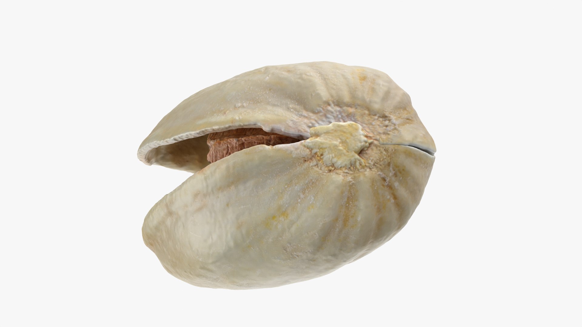 3D model Empty Pistachio Shells https://p.turbosquid.com/ts-thumb/cw/xXUiBo/B7/pistachio_0003/png/1755244855/1920x1080/fit_q87/c38b2d9975da131ac28362206b8a209f4d61119d/pistachio_0003.jpg