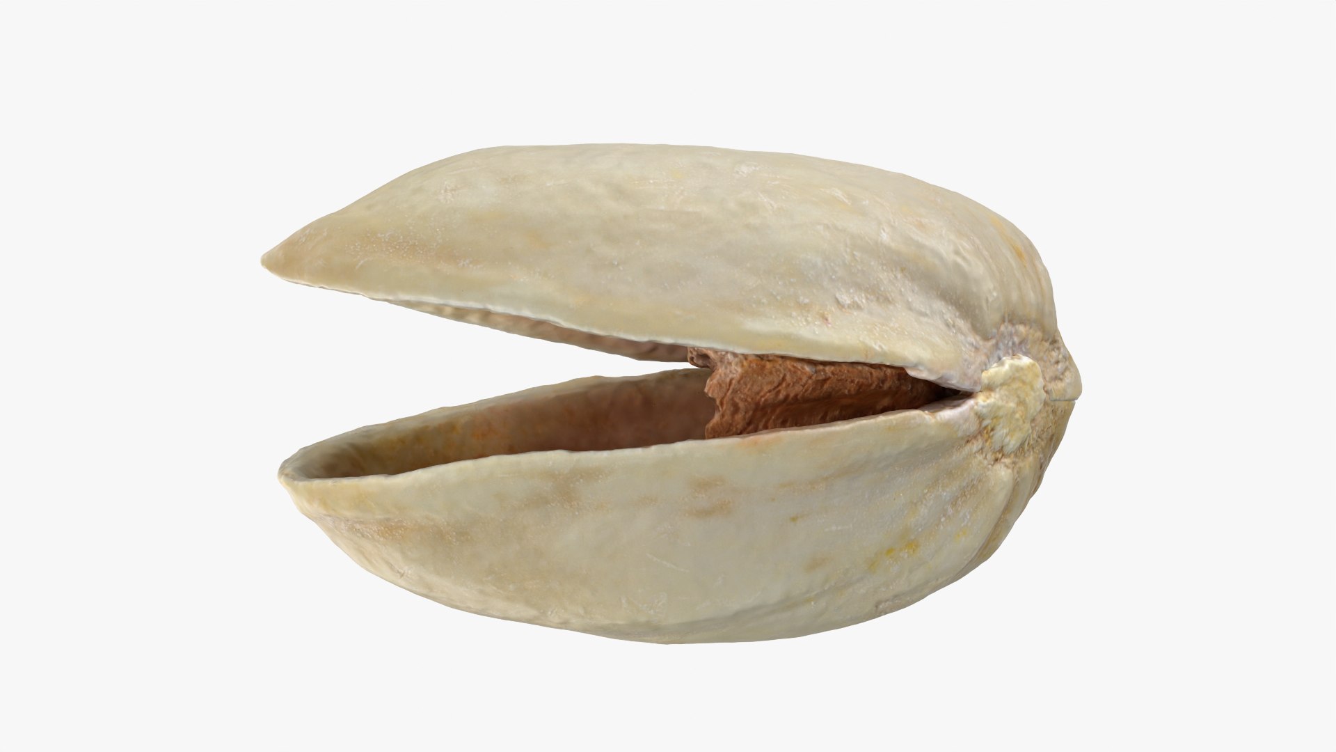 3D model Empty Pistachio Shells https://p.turbosquid.com/ts-thumb/cw/xXUiBo/BS/pistachio_0002/png/1755244856/1920x1080/fit_q87/c7405756eb7a61569aff83af2344775b1b4fe1e4/pistachio_0002.jpg