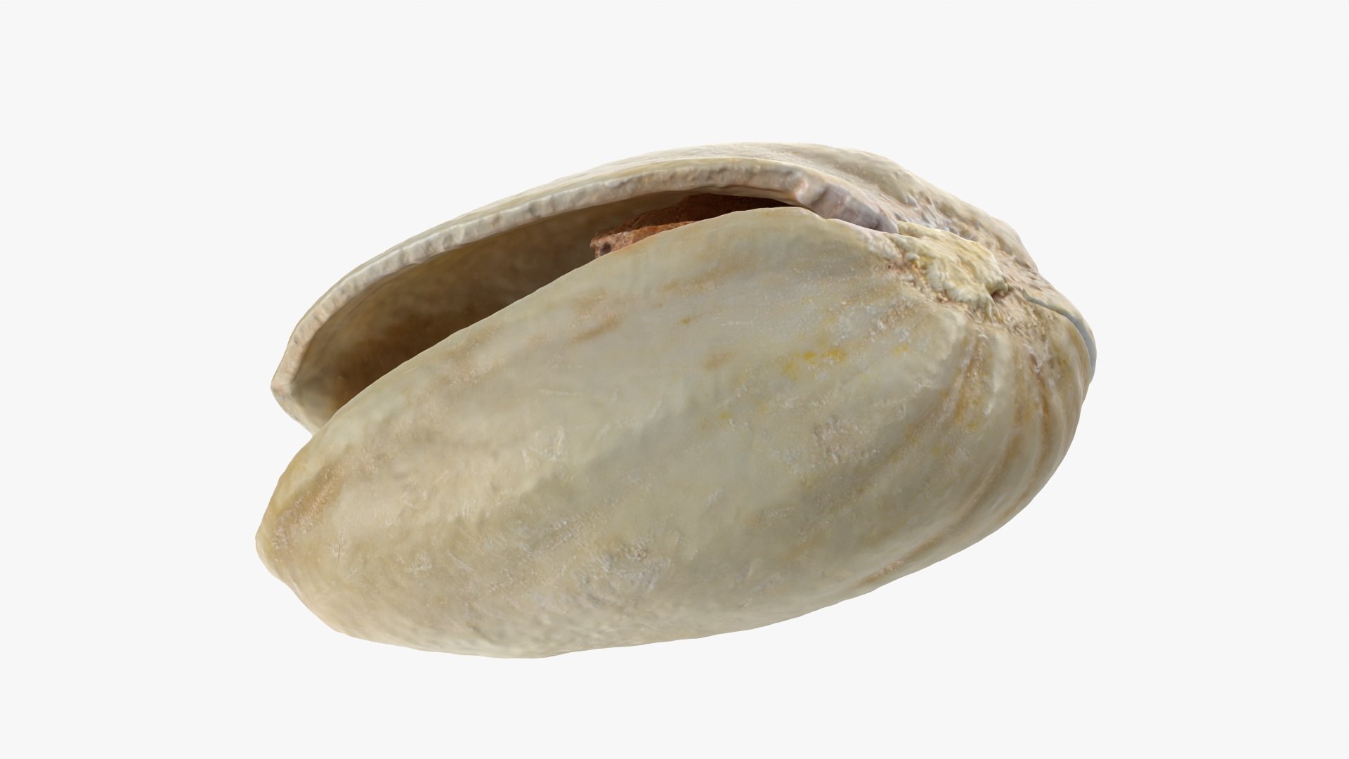 3D model Empty Pistachio Shells https://p.turbosquid.com/ts-thumb/cw/xXUiBo/hj/pistachio_0012/png/1755244863/1920x1080/fit_q87/8792fee906b4802d6757c0e0363607a1737ce2c8/pistachio_0012.jpg