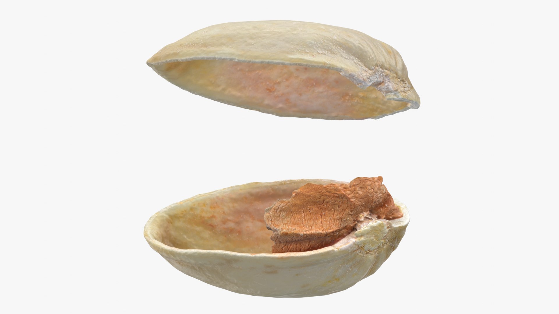 3D model Empty Pistachio Shells https://p.turbosquid.com/ts-thumb/cw/xXUiBo/vD/pistachio_0001b/png/1755244854/1920x1080/fit_q87/85f226edcbdd0dd6dd922f3831483a24ca2129ca/pistachio_0001b.jpg