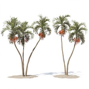 Adonidia Merrillii palm tree 3D model