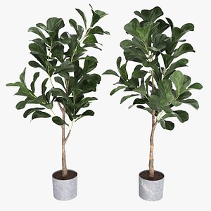 3D Ficus Artificial Plant in Pot