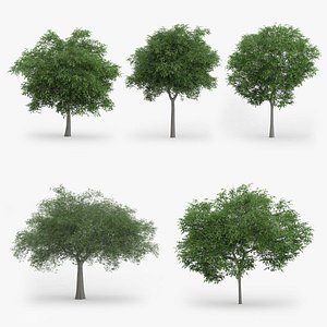 3d model austrian oak trees 5