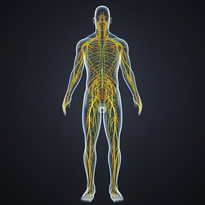 body nerves lymph model