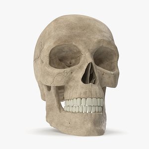 Male Skull