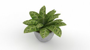 Zebra Plant
