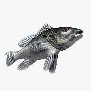 black sea bass 3d max