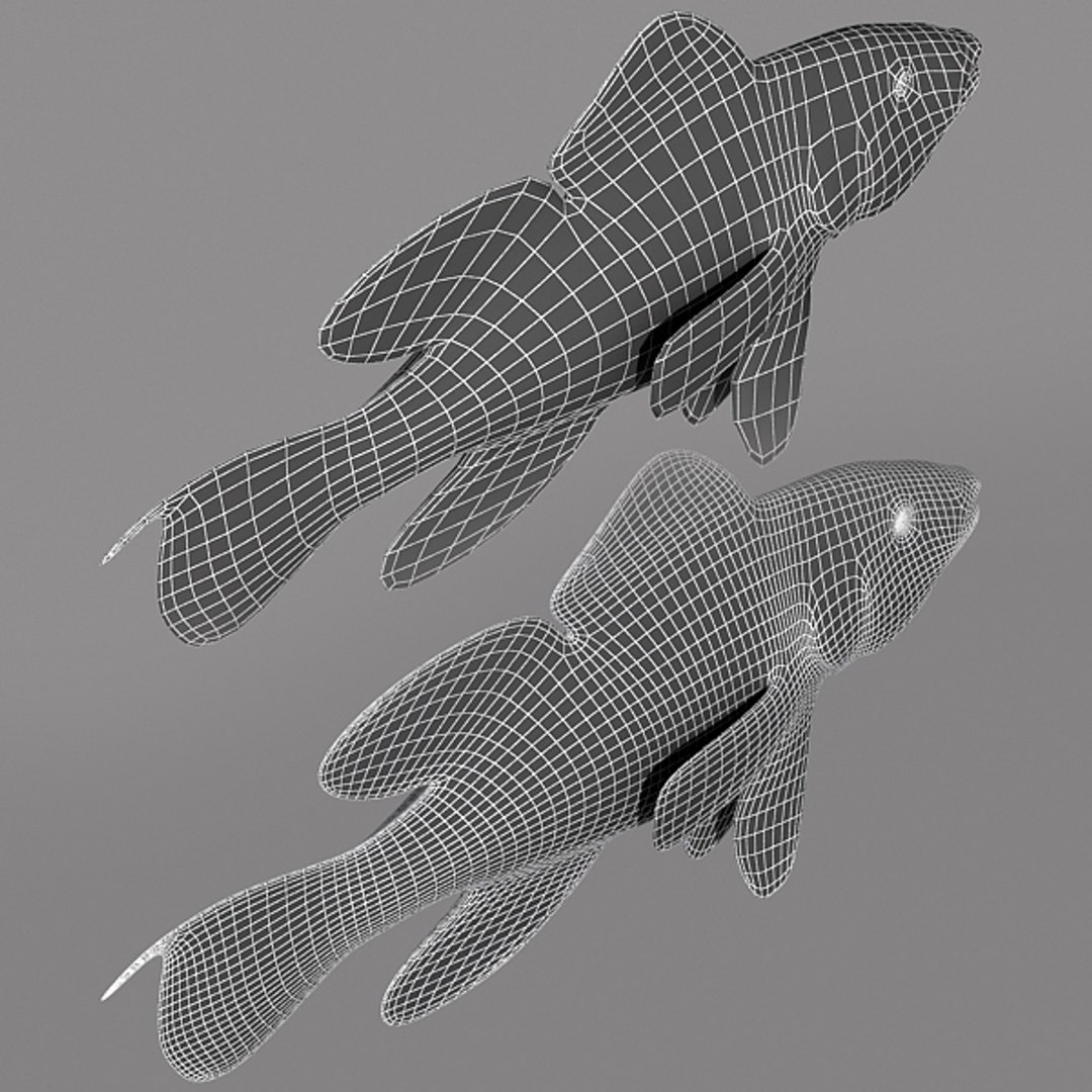 Black Sea Bass 3d Max