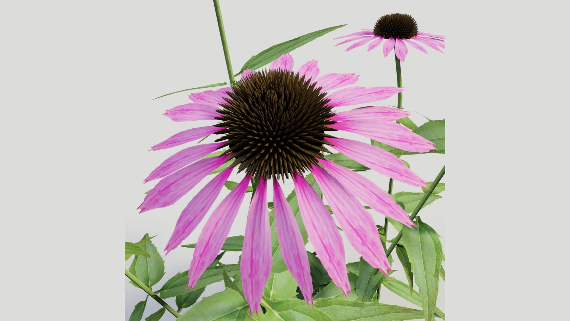 3D Perennial Border Collection - Salvia, Echinacea, Iris, Coreopsis, Brunnera and Allium Garden Plants https://p.turbosquid.com/ts-thumb/cy/81EBif/A2/07_06_echinacea_closeup/jpg/1791917528/1920x1080/fit_q87/b15d874b883735e6f9fb2677ddba1fcb7eefacfb/07_06_echinacea_closeup.jpg