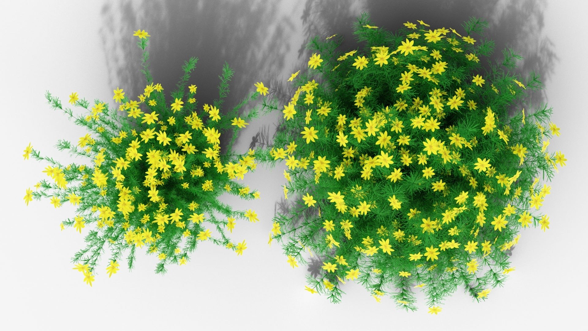 3D Perennial Border Collection - Salvia, Echinacea, Iris, Coreopsis, Brunnera and Allium Garden Plants https://p.turbosquid.com/ts-thumb/cy/81EBif/Jc/16_15_coreopsis_topview/jpg/1791917533/1920x1080/fit_q87/3e2dd8203b2b140d64373e8d08413c58745c3555/16_15_coreopsis_topview.jpg