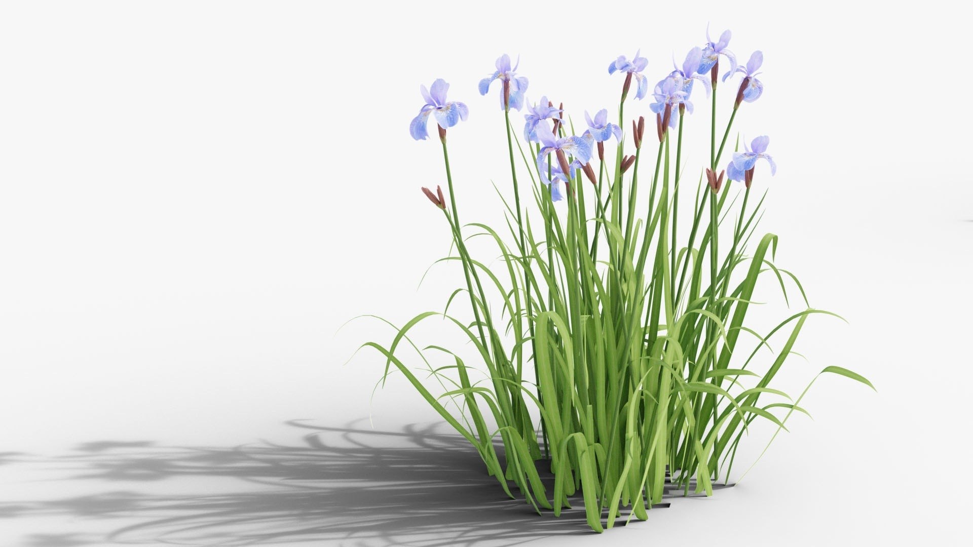 3D Perennial Border Collection - Salvia, Echinacea, Iris, Coreopsis, Brunnera and Allium Garden Plants https://p.turbosquid.com/ts-thumb/cy/81EBif/Mn/10_09_iris_hero/jpg/1791917530/1920x1080/fit_q87/71223e9f3d1dc147276c4bd66acd7f94b0a5cc55/10_09_iris_hero.jpg