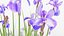 Collection de bordures vivaces - Sauge, Échinacée, Iris, Coréopsis, Bruneron et Allium