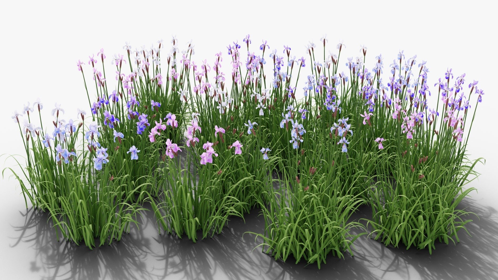 3D Perennial Border Collection - Salvia, Echinacea, Iris, Coreopsis, Brunnera and Allium Garden Plants https://p.turbosquid.com/ts-thumb/cy/81EBif/as/12_11_iris_group/jpg/1791917531/1920x1080/fit_q87/30c7ece66bc438030f6d1303ff57c6faf640b96b/12_11_iris_group.jpg
