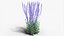 Collection de bordures vivaces - Sauge, Échinacée, Iris, Coréopsis, Bruneron et Allium