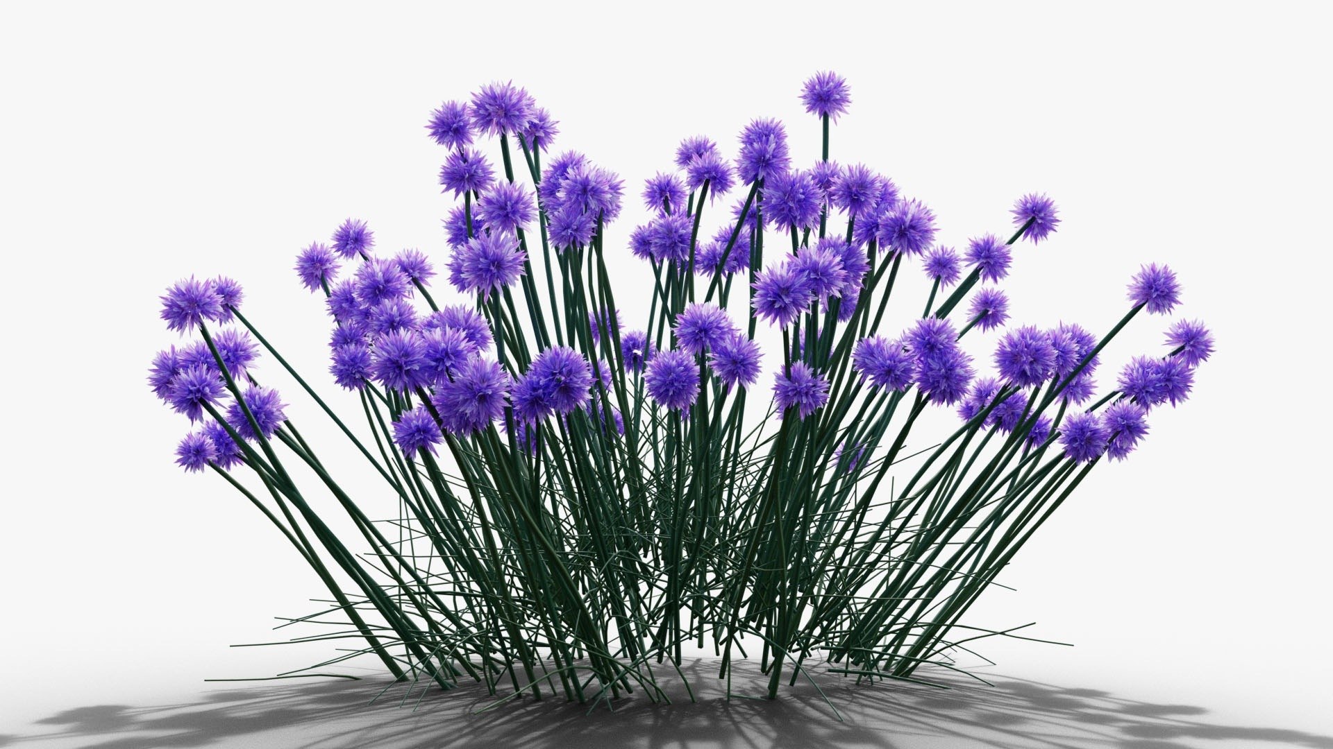 3D Perennial Border Collection - Salvia, Echinacea, Iris, Coreopsis, Brunnera and Allium Garden Plants https://p.turbosquid.com/ts-thumb/cy/81EBif/eE/24_23_allium_lineup/jpg/1791917537/1920x1080/fit_q87/5a4b9b9f9de09a89aa7f24e925c2b8bff1c2eec1/24_23_allium_lineup.jpg