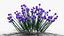 Collection de bordures vivaces - Sauge, Échinacée, Iris, Coréopsis, Bruneron et Allium