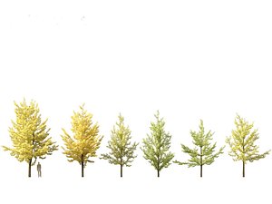Ginkgo Biloba - Maidenhair Tree 02 3D model