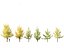 Ginkgo Biloba - Maidenhair Tree 02