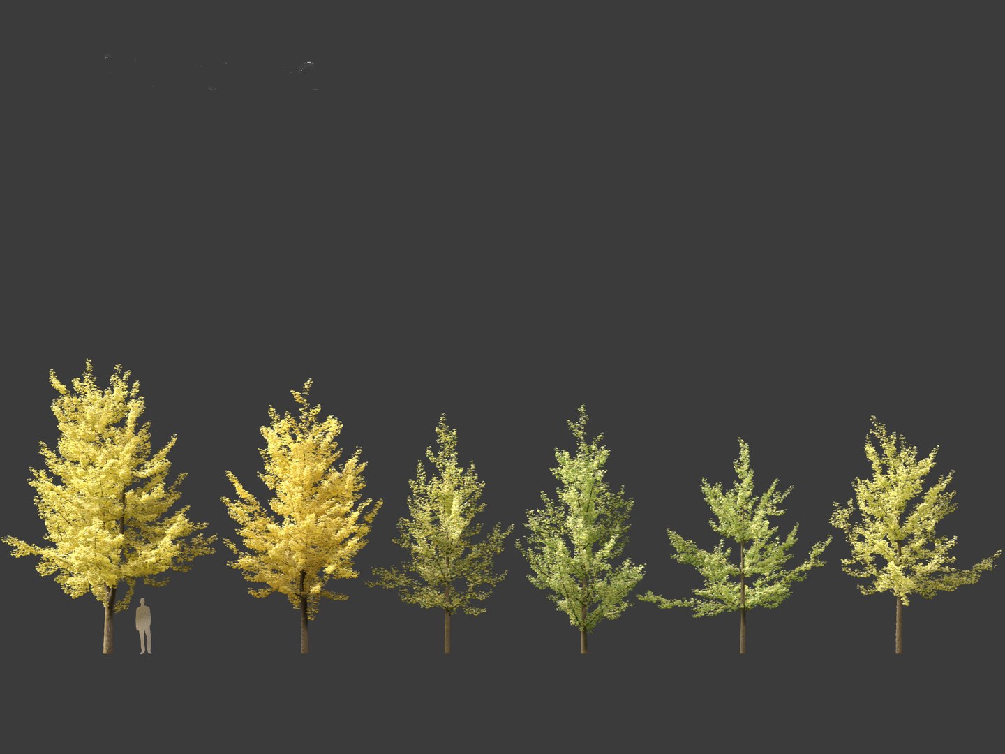 Ginkgo Biloba - Maidenhair Tree 02 3D model https://p.turbosquid.com/ts-thumb/cy/CVtv6e/MU/ginkgobiloba022/jpg/1699619864/1920x1080/fit_q87/bed8e1c0e3e51fe8b47d6293b638e73c213bc84b/ginkgobiloba022.jpg